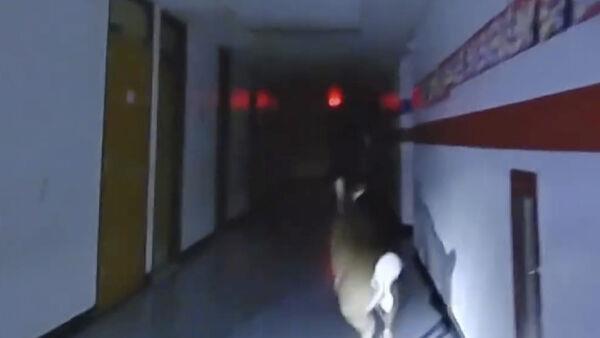 Deer’s escape after breaking into US school captured on police bodycams